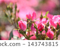 Rose scenery 143743815