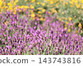 Purple flower 143743816