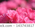 Rose scenery 143743817