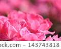 Rose scenery 143743818