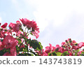 Rose scenery 143743819