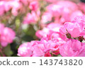 Rose scenery 143743820