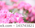 Rose scenery 143743821