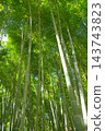 Fresh green bamboo grove Fresh green bamboo grove 143743823