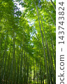Fresh green bamboo grove Fresh green bamboo grove 143743824