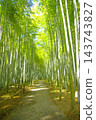 Fresh green bamboo grove Fresh green bamboo grove 143743827