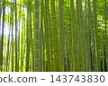 Fresh green bamboo grove Fresh green bamboo grove 143743830
