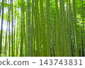 Fresh green bamboo grove Fresh green bamboo grove 143743831