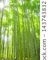 Fresh green bamboo grove Fresh green bamboo grove 143743832