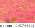 大片深紅色的地膚草－沒有天空的秋季背景紋理。 143744418