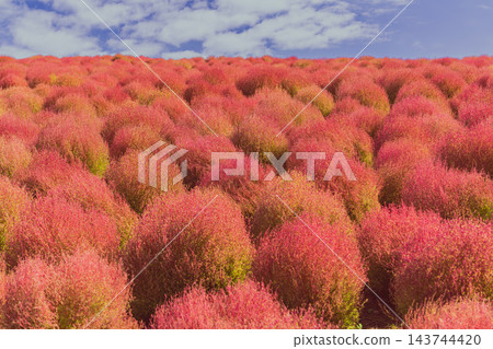 圓形的地膚植物顏色由綠色變為紅色,形成漸變效果,而白色的雲朵則在藍天中飄浮。 圓形的地膚植物顏色由綠色變為紅色,形成漸變效果,而白色的雲朵則在藍天中飄浮。 143744420