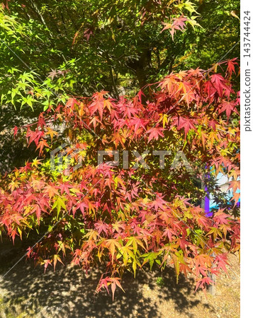 秋葉開始變色 秋葉開始變色 143744424