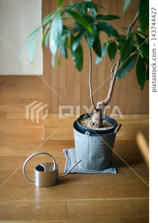 一盆發財樹,種在一個舊桶子裡,桶子被當成花盆蓋,旁邊放著一個不鏽鋼澆水壺。 一盆發財樹,種在一個舊桶子裡,桶子被當成花盆蓋,旁邊放著一個不鏽鋼澆水壺。 143744427