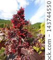 Flowers and fruits of the castor bean plant, a perennial herb belonging to the Euphorbiaceae family. 143744550