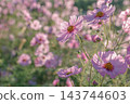 沐浴在秋日陽光下的波斯菊 143744603
