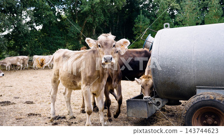 Dairy cows drinking water from mobile tank on farm Dairy cows drinking water from mobile tank on farm 143744623