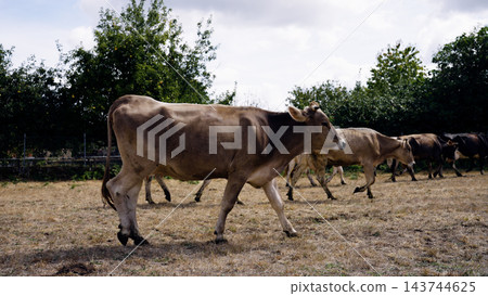 Brown cow walking across dry pasture land 143744625