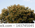 Chestnut Tree 143745045