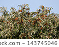 Chestnut Tree 143745046