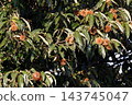 Chestnut Tree 143745047