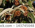 Chestnut Tree 143745048