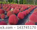 Kochia plants that have turned red. 143745170