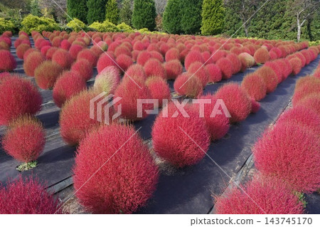 變紅的地膚草植株。 143745170