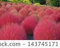 Kochia plants that have turned red. 143745171