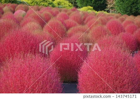 變紅的地膚草植株。 變紅的地膚草植株。 143745171