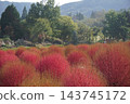 Kochia plants with their autumn leaves 143745172