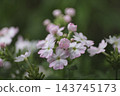 馬鞭草是一種小小的五瓣花，日文名為「美人櫻」（美麗的櫻花），有著淡粉紅色和白色的美麗漸層。 143745173