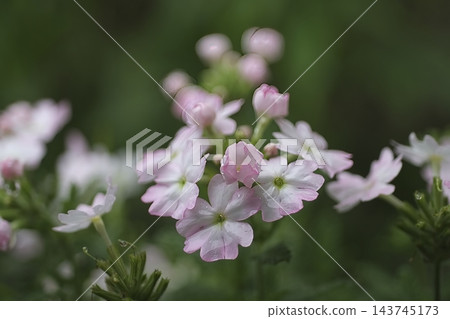 馬鞭草是一種小小的五瓣花,日文名為「美人櫻」(美麗的櫻花),有著淡粉紅色和白色的美麗漸層。 馬鞭草是一種小小的五瓣花,日文名為「美人櫻」(美麗的櫻花),有著淡粉紅色和白色的美麗漸層。 143745173