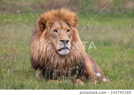 Adult male lion resting in grassy savanna with full mane and calm alert expression (close portrait) ","warnings":["Ensure model and property releases if people present in similar photos","Check for 143745189