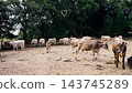 Dairy cows grazing on a farm pasture 143745289