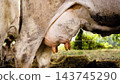 Dairy cow udder producing milk for cheese 143745290