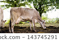 Dairy cows grazing on a farm pasture 143745291
