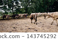 Dairy cows grazing on a dry field in rural farm 143745292