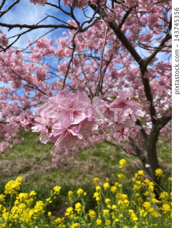 靜岡縣河津町,春日美景,河津櫻花和油菜花盛開。 靜岡縣河津町,春日美景,河津櫻花和油菜花盛開。 143745356