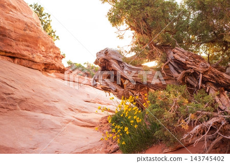 Sunset on Devils Garden Trail in Utah, USA Sunset on Devils Garden Trail in Utah, USA 143745402