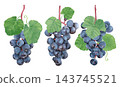 Hand drawn clusters of ripe black grapes. Botanical watercolor illustration. 143745521