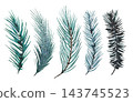 Hand painted watercolor spruce branches. 143745523