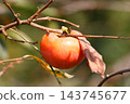 Autumn taste persimmon 143745677