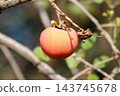 Autumn taste persimmon 143745678