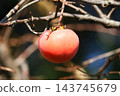Autumn taste persimmon 143745679