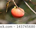 Autumn taste persimmon 143745680