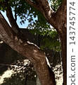 Light and shadow of a large tree 143745774