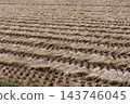 Rice field after the rice harvest 143746045