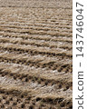 Rice field after the rice harvest 143746047