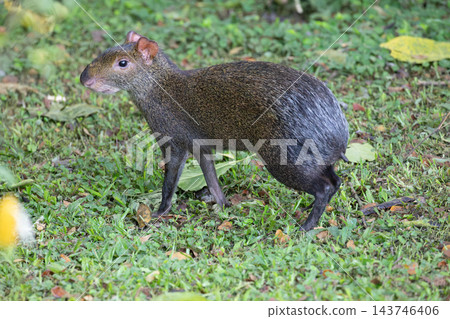 Agouti standing on grassy ground showing side profile, mottled brown and gray fur, short legs, alert posture, natural daylight park setting, close view of body texture and snout Agouti standing on grassy ground showing side profile, mottled brown and gray fur, short legs, alert posture, natural daylight park setting, close view of body texture and snout 143746406