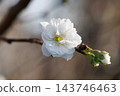 Hanamomo Terute White 143746463